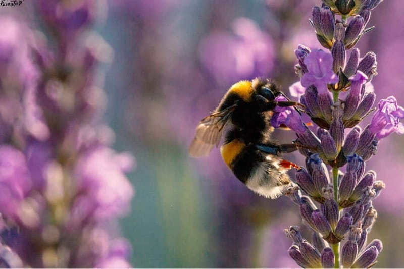 Tour of the Bandol and Côtes de Provence vineyards + Lunch - Practical Details & What to Keep in Mind