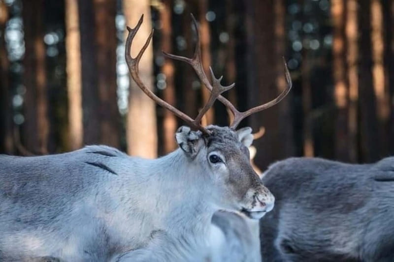 Traditional Reindeer Farm Visit with a Short Sleigh Ride - A Deep Dive into the Reindeer Farm Experience in Lapland