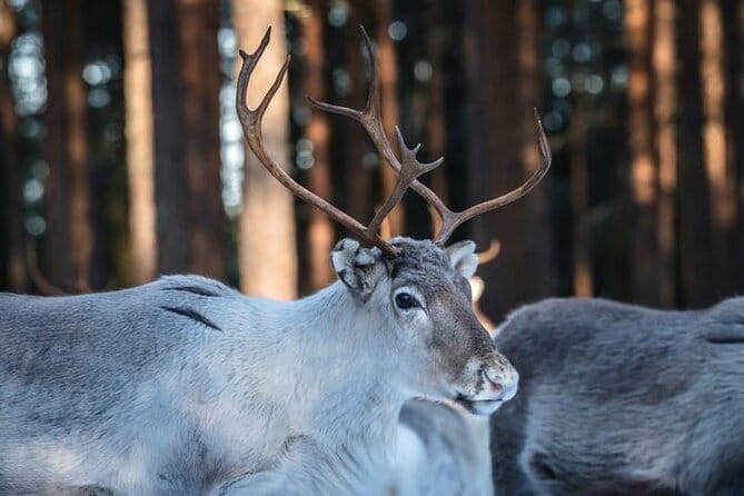 Traditional Reindeer Farm Visit with a Short Sleigh Ride - Learning and Bonding on the Farm