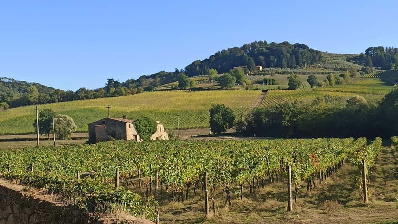 Transfer Siena-Florence with visit to Chianti and tasting - Visiting a Chianti Vineyard: An Authentic Winemaking Experience