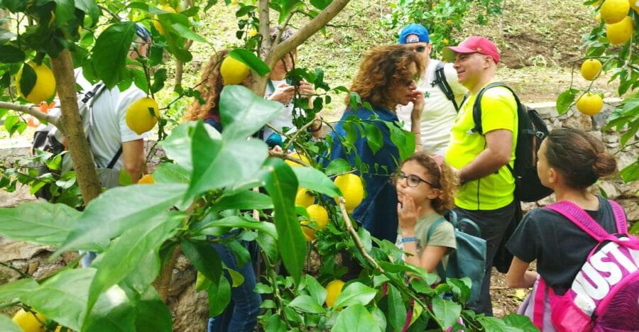 Trekking Lemon Tour - A Deep Dive into the Trekking Lemon Tour Experience