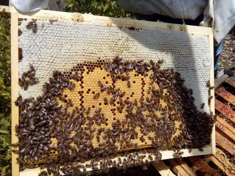 Trentino Agriconda: The adventure of the queen bee. We will explore the beehives. - The Practical Side: Logistics, Cost, and Suitability