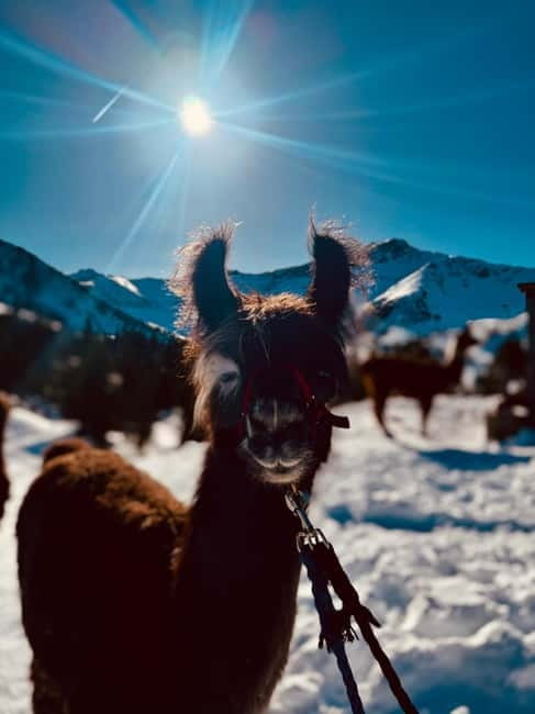 Triesenberg: Private hike with our llamas - Practical Details and Value