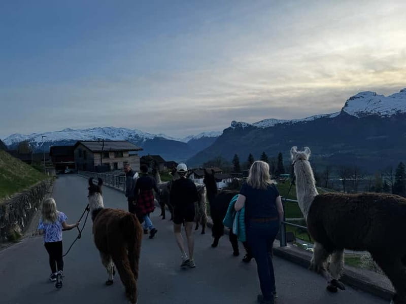 Triesenberg: Walk with Llamas in the Mountains - Exploring the Triesenberg Llama Experience in Detail