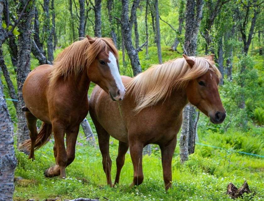 Tromsø: Lyngen Horse Summer Evening Riding Experience - Scenic Ride Through Fjords and Mountains