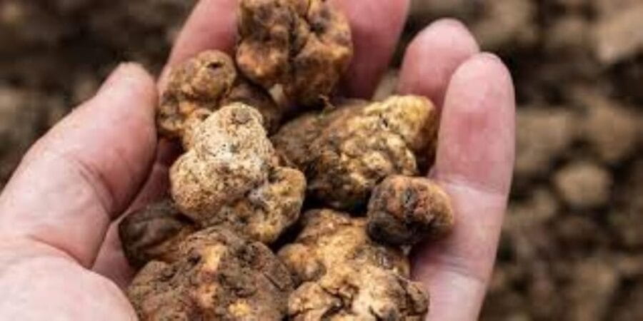 Truffle experience from Naples and Salerno - The Heart of the Experience: Truffle Hunting with Dogs
