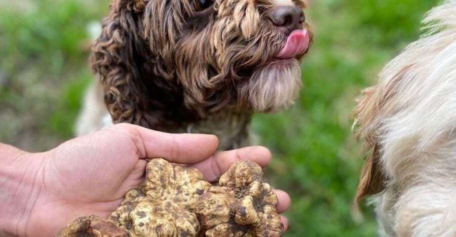 Truffle Experience - The Culinary Experience and Final Notes