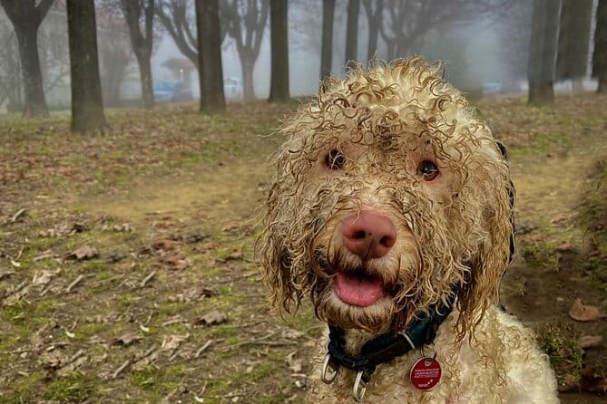 Truffle Hunting and Lunch in Piedmont Trattoria - The Moment of Discovery and Digging
