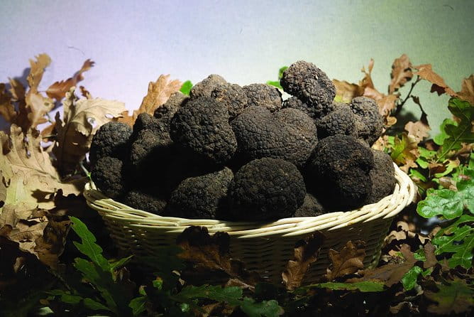 Truffle Hunting with Tasting Included - Umbria, Italy - The Authenticity of a Time-Honored Tradition