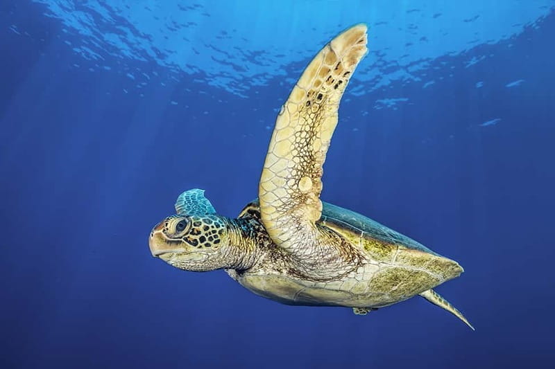 Try Dive - Scuba Diving - private guided - with lot of fish - Discovering the Underwater World of Green Bay