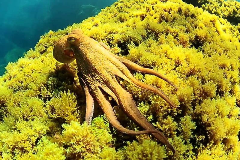 Try Scuba Diving and Snorkeling boat trip in Ibiza - Discover Ibiza’s Underwater Charm with a Beginner-Friendly Trip