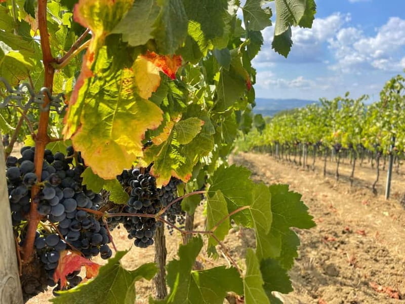 Tuscany Wine Tour : 2 Wineries & San Gimignano from Florence - FAQ