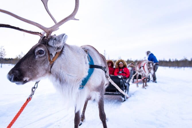 Two Full Days in Lapland - Summary of the Experience