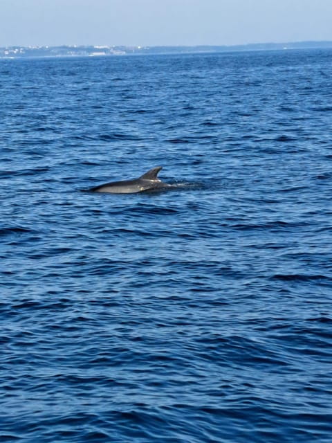 Umag: Snorkeling & dolphinwatching morning boat tour - Who Would Enjoy This Experience?