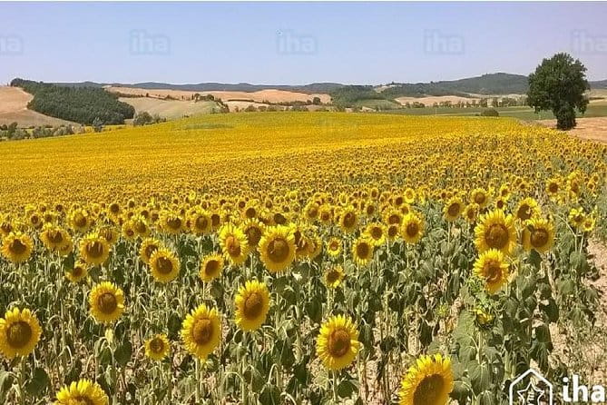 Under the Tuscan Sun Tour from Rome-Cortona & Montepulciano 1 day - A Deep Dive Into the Tuscan Experience