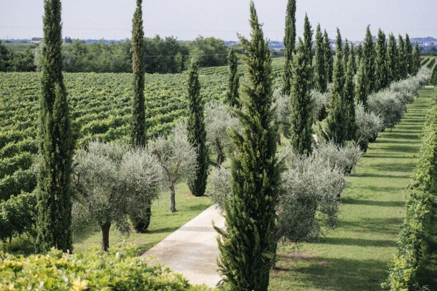 Valpolicella: Lunch or Dinner tasting with Amarone - Visiting the Vineyard: Why It Matters