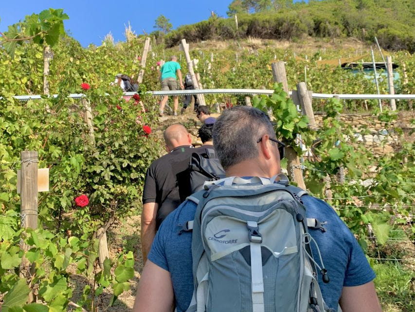 Vernazza: Panoramic Vineyard Trekking Tour w/ Wine Tasting - Reaching the Vineyard and the Scenic Rewards
