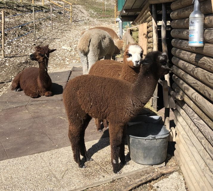 Verona: Madonna della Corona Sanctuary Walking Tour - Who Will Love This Tour?