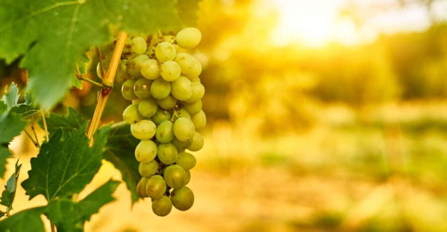 Verona: private tour of Soave and Amarone - A Visit to Soave: Charm and Tradition