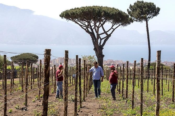 Vesuvio Gran cono + Wine Tasting & Lunch + Transfer from Naples - Tasting and Lunch: A Regional Feast