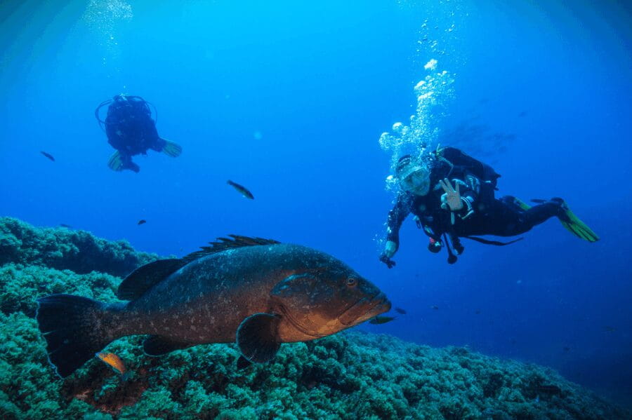 Vila Franca do Campo: Try Scuba Diving - Who Will Love This Experience?