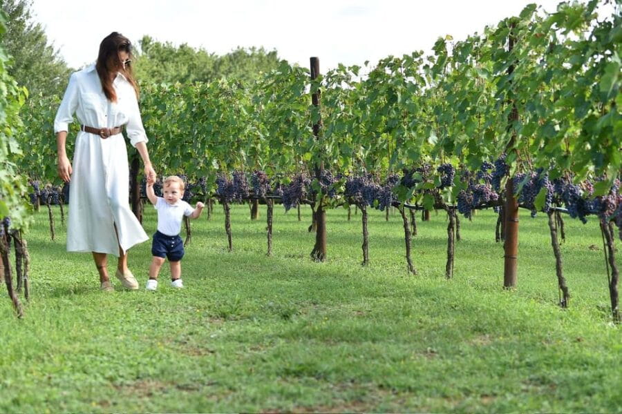 Vineyard Escape, Walk, Lunch and Wine Tasting - Price and Value: Is It Worth It?