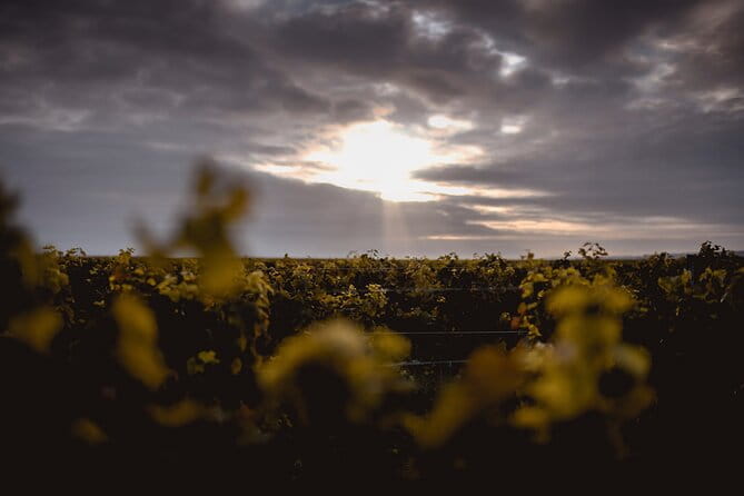 Vineyard tour and wine tasting in Davron - The Tasting: How It’s Done and Why It Matters