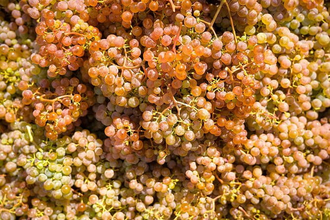 Vinho Verde Experience with 2 Wineries and Lunch - Who This Tour Is Best For