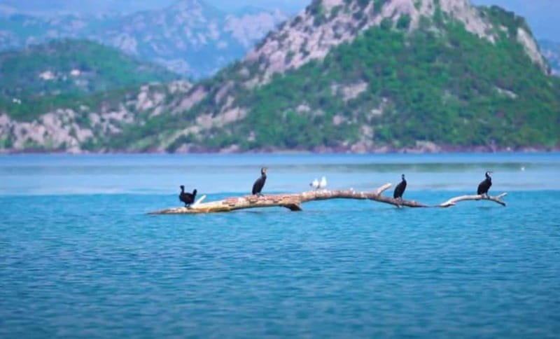Virpazar : Skadar Lake Group Tour With Bird watching - Who Will Love This Tour?