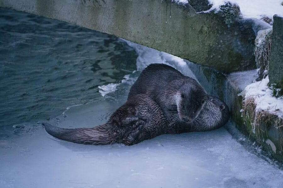 Visit Ranua Wildlife Park with Photographer - Exploring the Arctic Wildlife in a Unique Finnish Setting