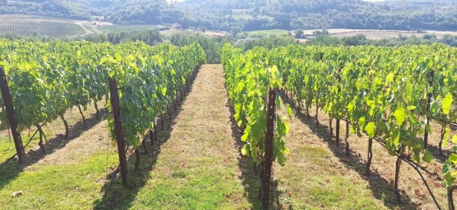 Visit Siena and San Gimignano with lunch at a family farm - Lunch at a Family-Run Farm: Authentic Tuscan Flavors