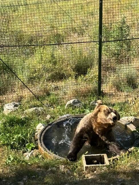 Visit to the bear wildlife area and the medieval tower - The Sum Up
