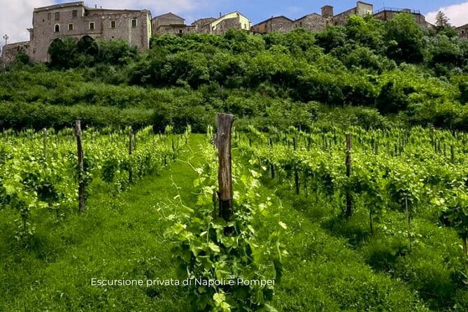 Visit to the cellar at the Feudi di San Gregorio da Sorrento - Who Would Enjoy This Tour Most?