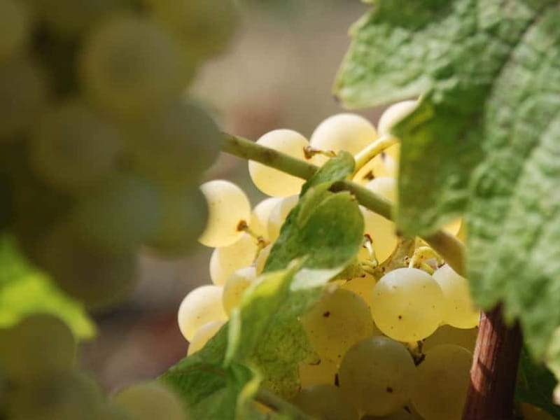 Volterra: Winery Guided Tour and Experience with Tasting - Who Will Love This Tour?