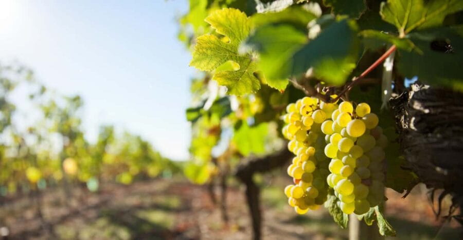 Vouvray wine half-day tour from Tours - Exploring Vouvray’s Enchanting Vineyards and Wineries