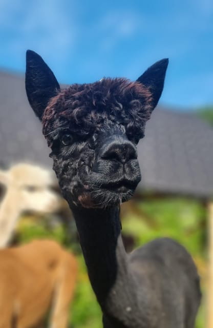 Walking with alpacas - Domaija Loncnar - Bohinj - Who is this experience best suited for?