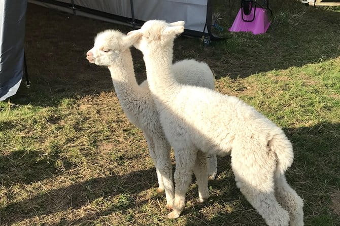 Walking with Alpacas - FAQ About Walking with Alpacas