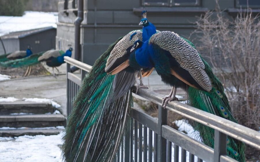Warsaw Zoo Skip-the-Line Entry Ticket with Private Transport - How the Private Transport Works: Comfort and Convenience