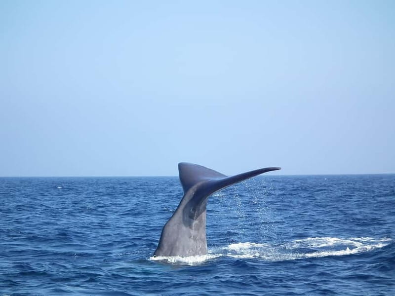 Whale watching, dolphins, and whales departing from Bandol - Detailed Exploration of the Whale Watching Experience