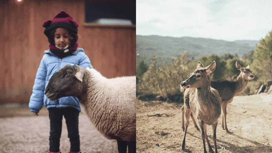 Wild Forest Reserve Foundation - Caregiver for a day - Final Thoughts: Is It Worth It?