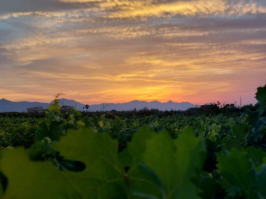 Wine and food at sunset - Entering the Vineyard and Cellar: A Closer Look