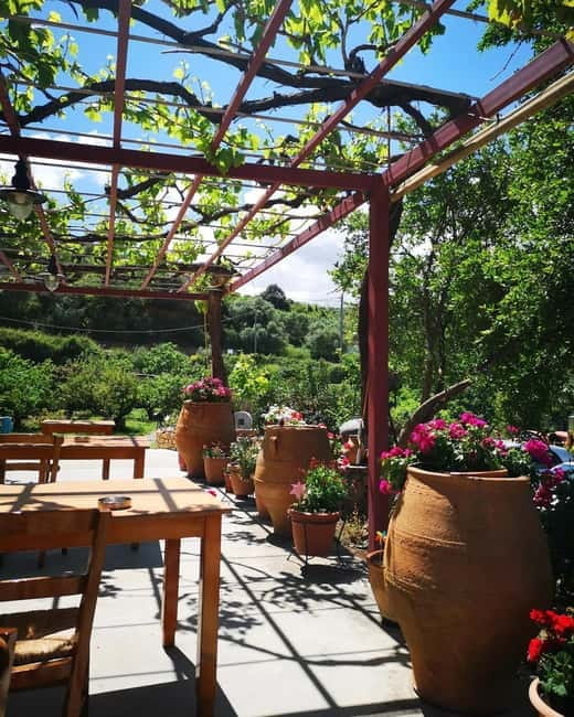 Wine, Dine & Divine: A Cretan Odyssey in Chania - Standing Beneath the Ancient Olive Tree in Vouves