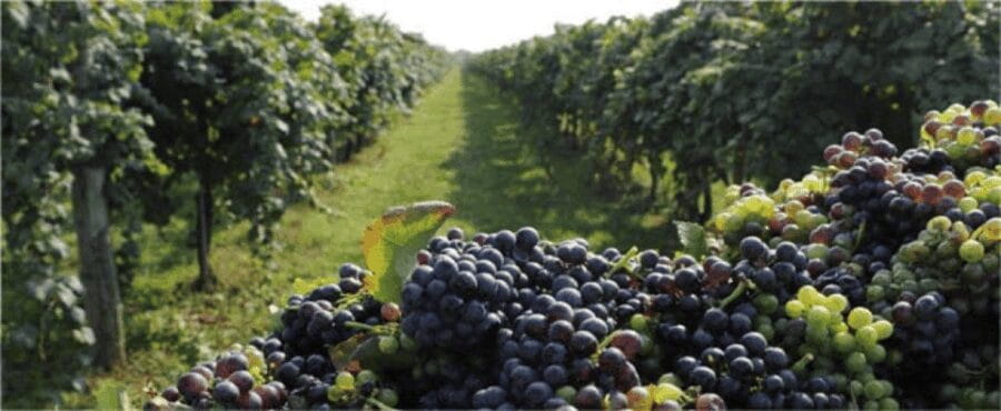 Wine Experience Colli Bolognesi - Afternoon tour - Logistics, Duration, and Who It’s For