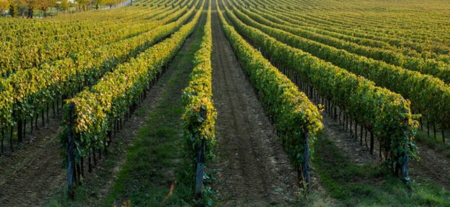 Wine tasting experience in the Apulian countryside! - A Day in the Life: Itinerary Breakdown