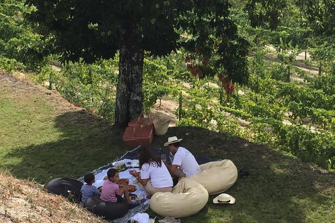 Wine Tasting & Lunch | Quinta de Santa Cristina Vinho Verde - Who will love this tour?