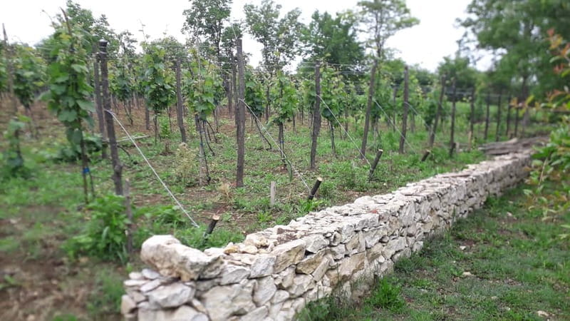 Wine Tour by Winemaker - Who Will Love This Tour?