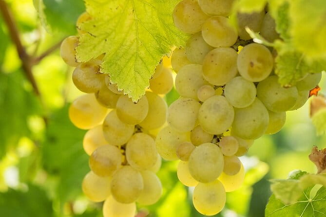 Wine Tour, discovering the famous Setúbal Moscatel - Discovering Traditional Tiles at Azulejos de Azeitão