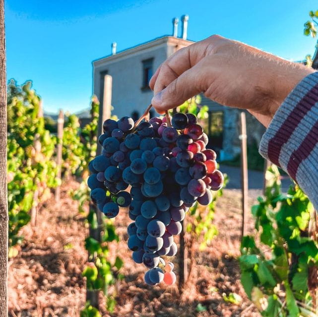 Wine tour with wine tasting - Entering the World of Etna’s Wines: A Detailed Review