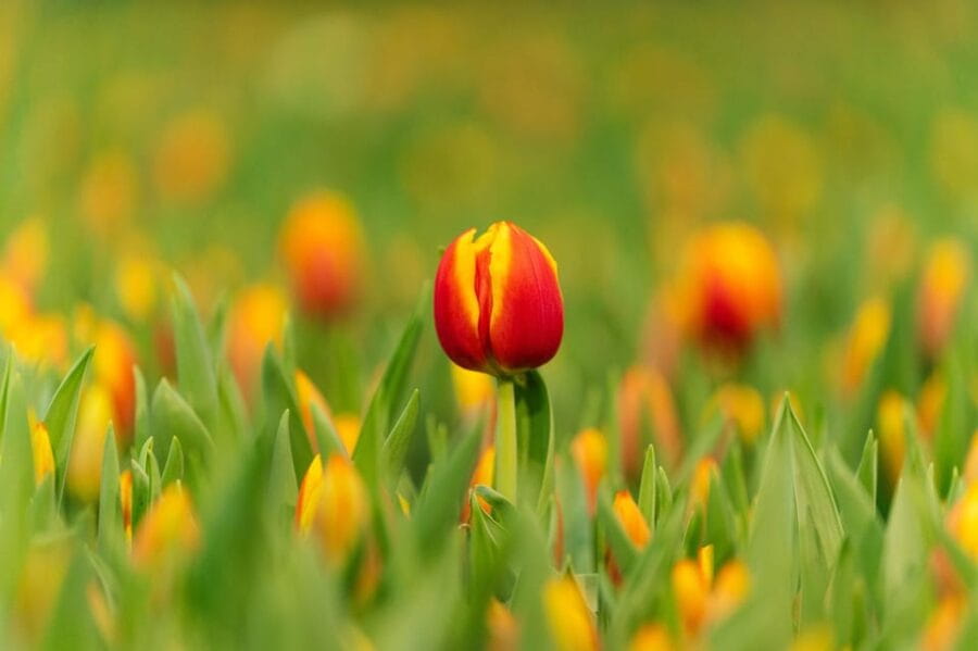 Zaanse Schans Windmills, Volendam and Tulip Greenhouse Tour - The Charm of Volendam and Its Lakeside Dike