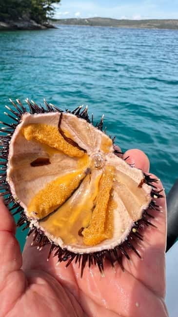 Zadar Island Escape: Ugljan, Paman, Veli I & Rivanj - Who Will Love This Tour?